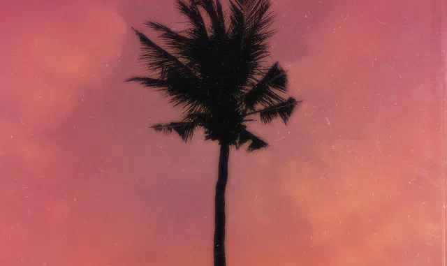 Jay Jody Purple Palm Trees Mp3 Download